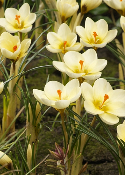 X 100 CROCUS SPECIE CHR. CREAM BEAUTY 5/+