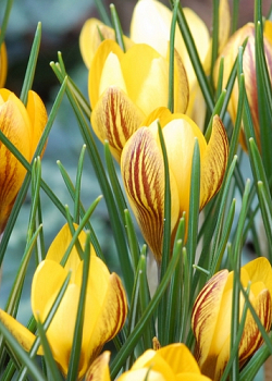 X 100 CROCUS SPECIE FUSCOTINCTUS 5/+