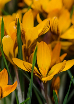 X 250 CROCUS ORANGE MONARCH 5/+