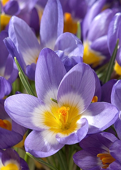 X 100 CROCUS SPECIE SIEBERI TRICOLOR 6/+