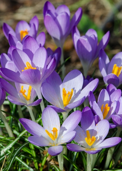 X 250 CROCUS SPECIE TOMMASINIANUS 5/+