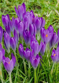 X 250 CROCUS SPECIE TOM. BARRS PURPLE 5/+