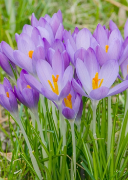 X 250 CROCUS SPECIE TOM. WHITEWELL PURPLE 5/+