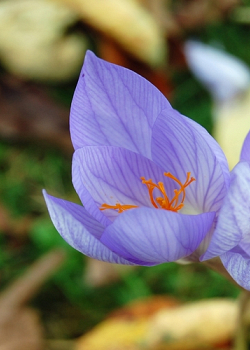 X 100 CROCUS SATIVUS 8/9