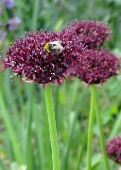 X 100 ALLIUM ATROPURPUREUM 10/+