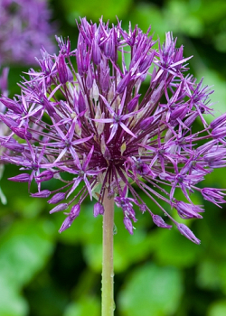 X 100 ALLIUM PURPLE RAIN 12/14