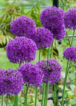 X 100 ALLIUM PURPLE SENSATION 12/14