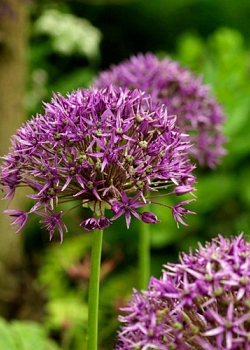 X 100 ALLIUM VIOLET BEAUTY 12/+