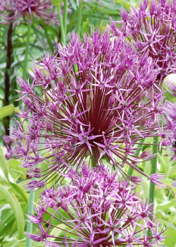 X   25 ALLIUM FORELOCK 14/+