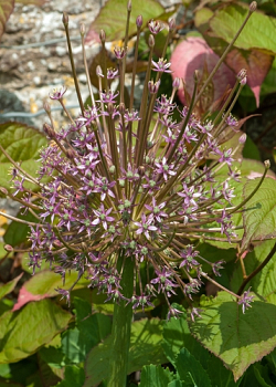 X   25 ALLIUM SCHUBERTII 12/14