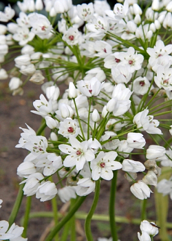 X 100 ALLIUM COWANII 5/+