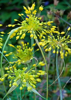 X 100 ALLIUM FLAVUM I