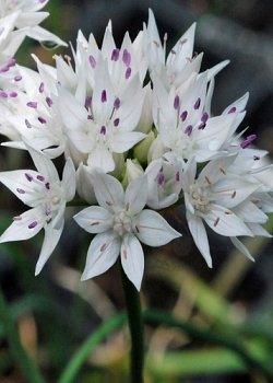 X 100 ALLIUM GRACEFUL BEAUTY 6/+