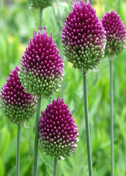 X 250 ALLIUM SPHAEROCEPHALON 6/+