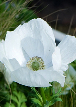 X 100 ANEMONE CORONARIA BRIDE 5/6