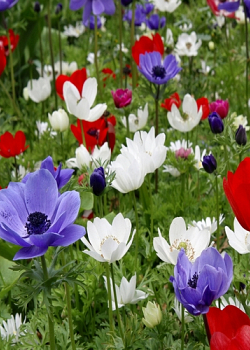 X 100 ANEMONE CORONARIA DE CAEN GEMENGD 5/6