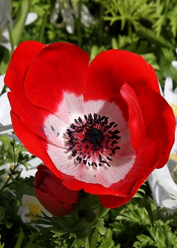 X 100 ANEMONE CORONARIA HOLLANDIA 5/6