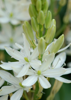 X 100 CAMASSIA LEICHTLINII ALBA 14/+