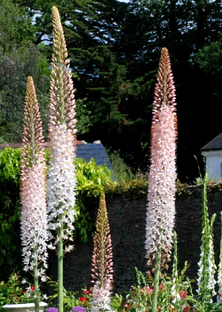 X   10 EREMURUS ROBUSTUS I