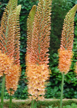 X   10 EREMURUS RUITER HYBR CLEOPATRA I