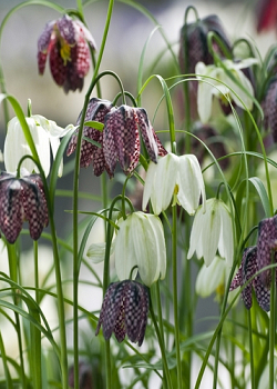 X 250 FRITILLARIA MELEAGRIS MIX 6/7