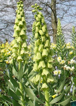 X   25 FRITILLARIA PERSICA IVORY BELLS 20/+