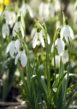 X 250 GALANTHUS ELWESII 6/7