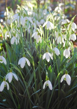 X 100 GALANTHUS WORONOWII 6/7