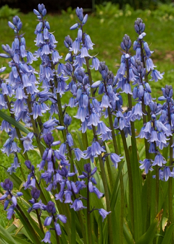 X 100 HYACINTHOIDES HISPANICA EXCELSIOR 10/+