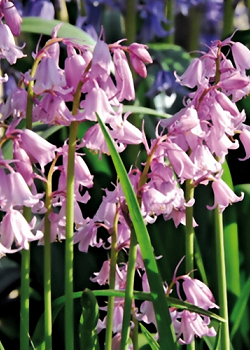 X 100 HYACINTHOIDES HISPANICA ROZE 8/10