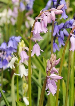 X 100 HYACINTHOIDES HISPANICA GEMENGD 8/10