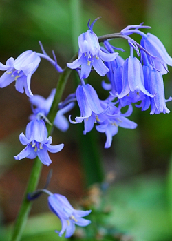 X 100 HYACINTHOIDES NON-SCRIPTA 7/8