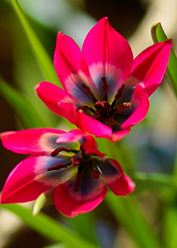X 250 TULIPA LITTLE BEAUTY 6/+
