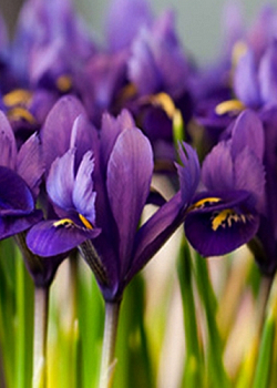 X 100 IRIS RETICULATA PIXIE 6/+