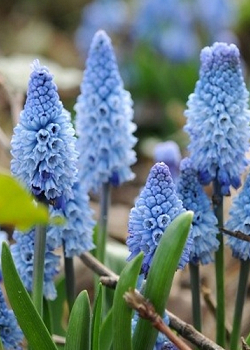 X 100 MUSCARI AZUREUM 6/+