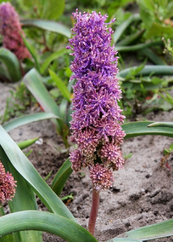 X 100 MUSCARI COMOSUM PLUMOSUM 8/9