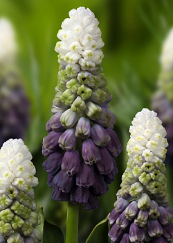 X 100 MUSCARI GRAPE ICE 5/+