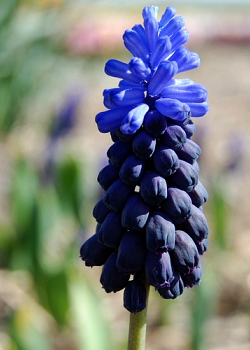 X 250 MUSCARI LATIFOLIUM 6/+