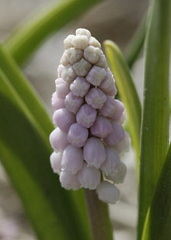 X 100 MUSCARI PINK SUNRISE 5/+
