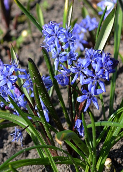X 100 SCILLA BIFOLIA 5/+