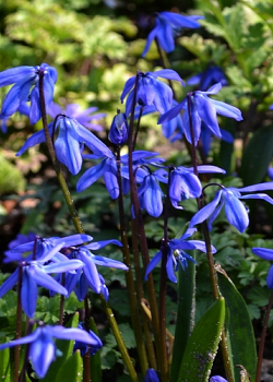 X 100 SCILLA SIBERICA 7/8