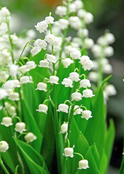 X 25 CONVALLARIA MAJALIS plg.