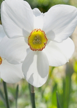 X 100 BIO NARCISSUS RECURVUS 10/12