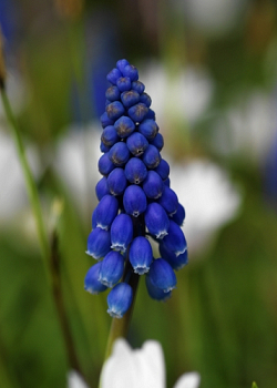 X 100 MUSCARI JOYCE SPIRIT 7/8