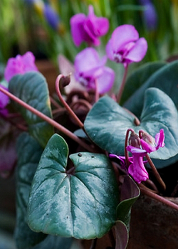 X   25 CYCLAMEN COUM HYBRIDEN 10/13