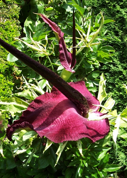 X   25 DRACUNCULUS VULGARIS 15/20