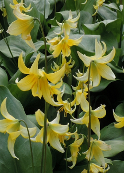 X   50 ERYTHRONIUM PAGODA I