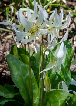 X   50 ERYTHRONIUM REVOLUTUM WHITE BEAUTY I