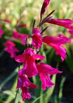 X 100 GLADIOLUS BYZANTINUS 6/+