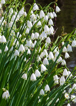 X 100 LEUCOJUM AESTIVUM 10/12